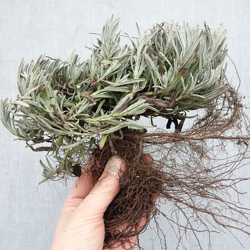Esimerkki talvella toimitetusta Rivieranlaventeli Edelweiss Paljasjuurinen-taimesta