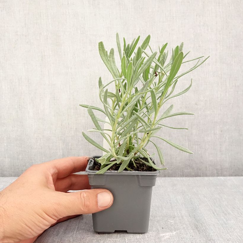 Esimerkki syksyllä toimitetusta Rivieranlaventeli Sensational! 8/9 cm taimiruukku-taimesta