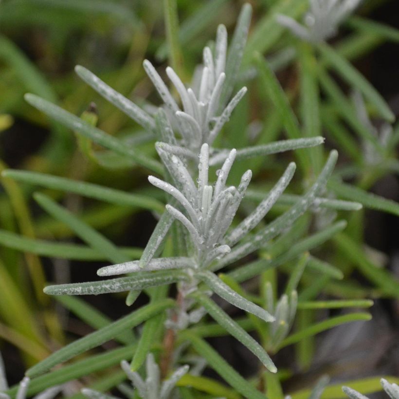 Tähkälaventeli Dwarf Blue (Lehvistö)