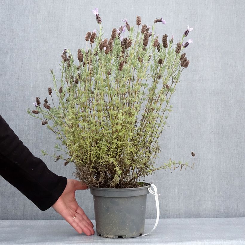 Esimerkki talvella toimitetusta Lavande papillon Madrid Purple - Lavandula stoechas Pot de 3L/4L-taimesta