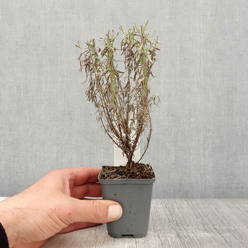 Esimerkki keväällä toimitetusta Tupsulaventeli The Princess Taimiruukku 8/9 cm-taimesta