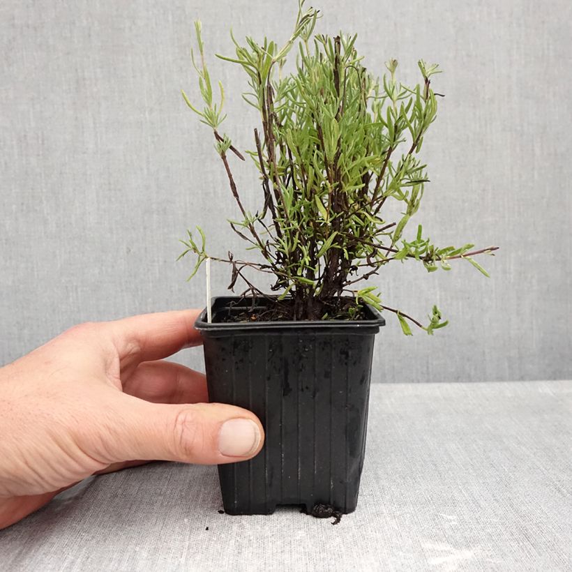 Esimerkki syksyllä toimitetusta Tupsulaventeli The Princess 8/9 cm taimiruukku-taimesta