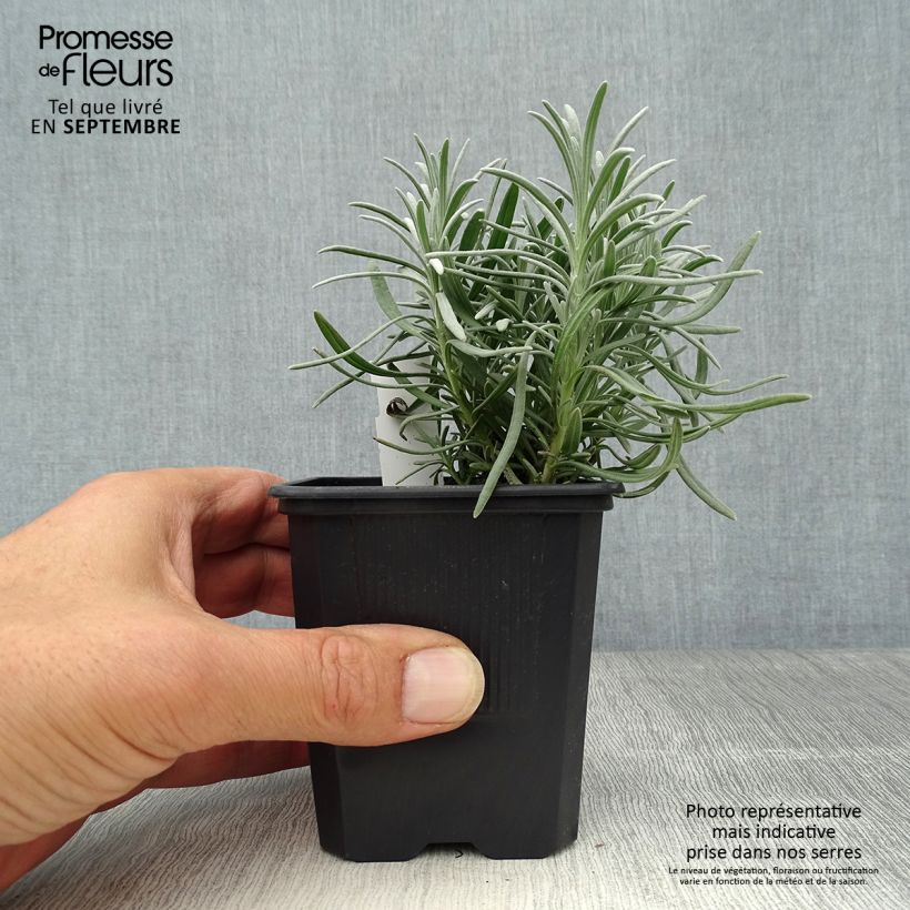 Esimerkki syksyllä toimitetusta Rivieranlaventeli Phenomenal 8/9 cm taimiruukku-taimesta