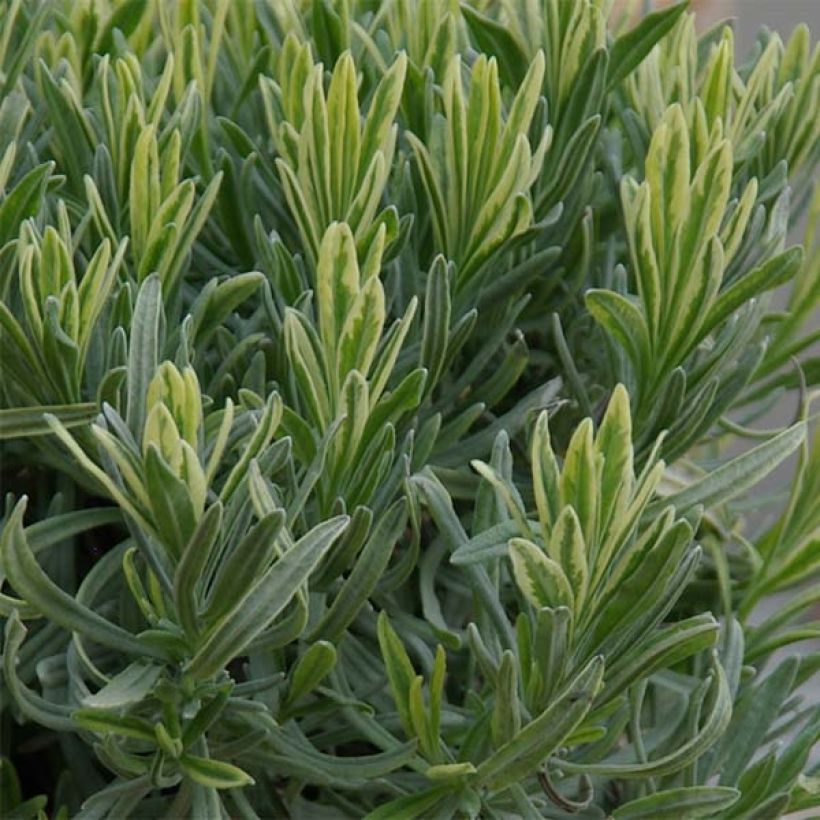Rivieranlaventeli Platinum Blonde (Lehvistö)