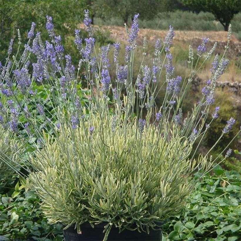 Rivieranlaventeli Platinum Blonde (Kasvutapa)