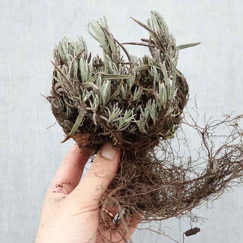 Esimerkki talvella toimitetusta Tähkälaventeli Dwarf Blue Paljasjuurinen-taimesta