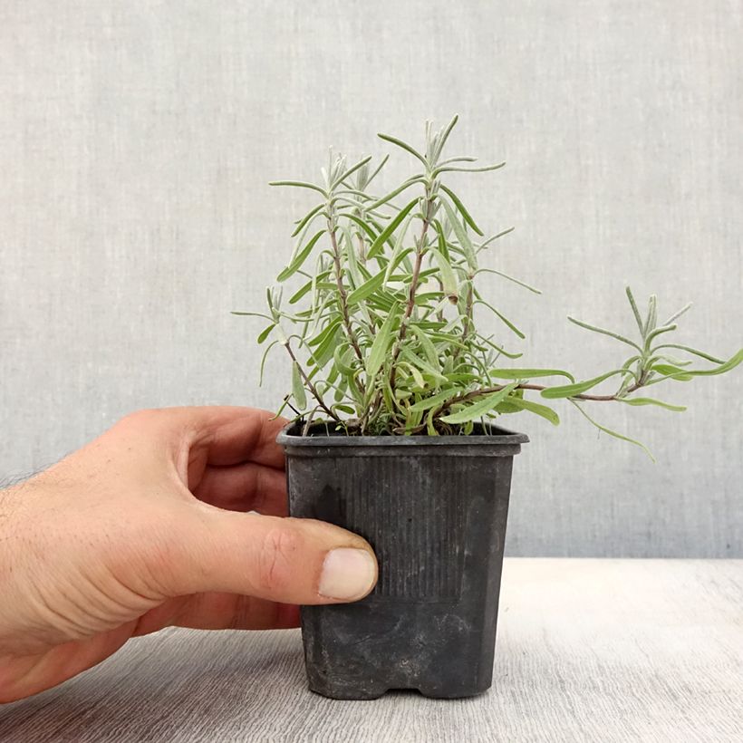 Esimerkki syksyllä toimitetusta Tähkälaventeli Hidcote 7/8 cm taimiruukku-taimesta