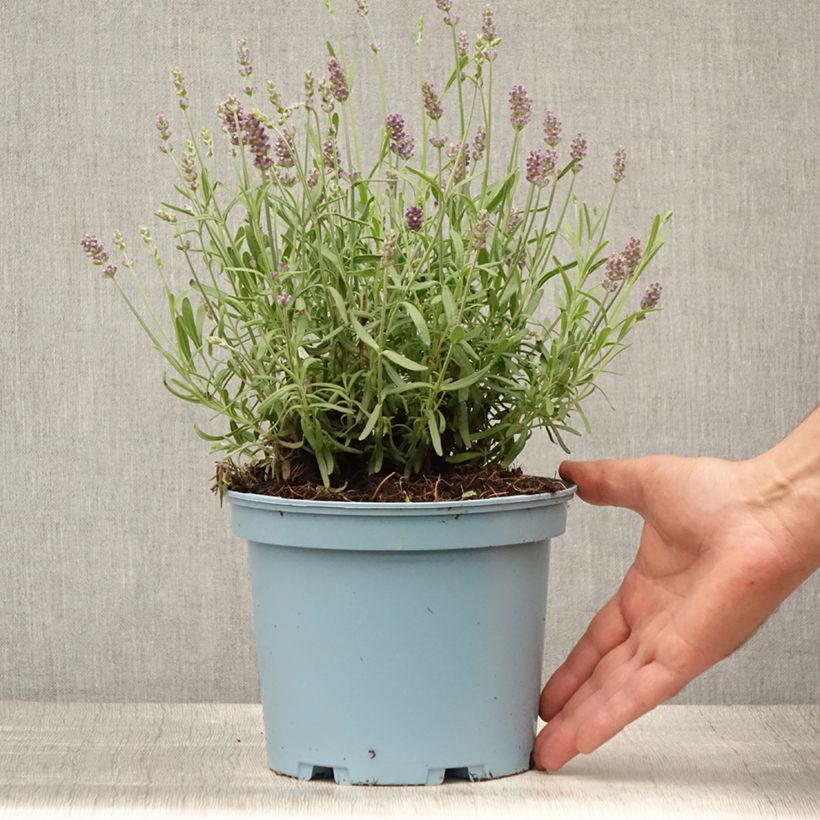 Esimerkki kesällä toimitetusta Tähkälaventeli Hidcote Ruukku 3L / 4L-taimesta