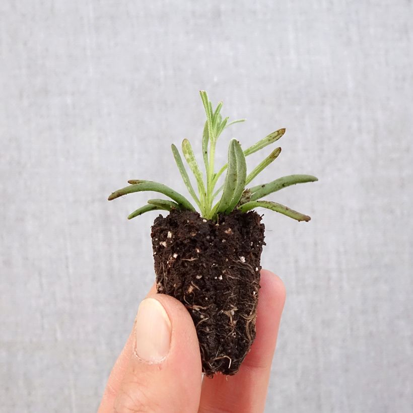 Esimerkki keväällä toimitetusta Tähkälaventeli Hidcote Minipaakku Ø 3/4 cm-taimesta