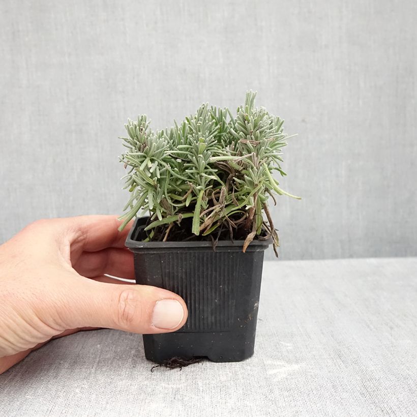 Esimerkki syksyllä toimitetusta Tähkälaventeli Loddon Pink 8/9 cm taimiruukku-taimesta
