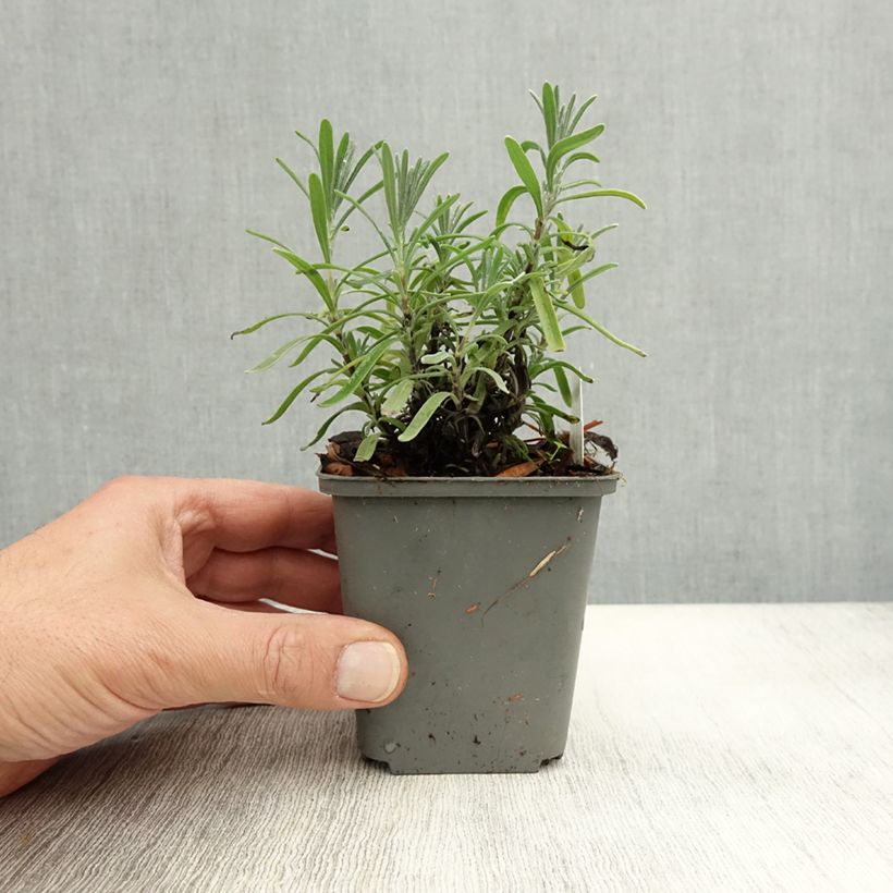 Esimerkki syksyllä toimitetusta Tähkälaventeli Middachten 8/9 cm taimiruukku-taimesta