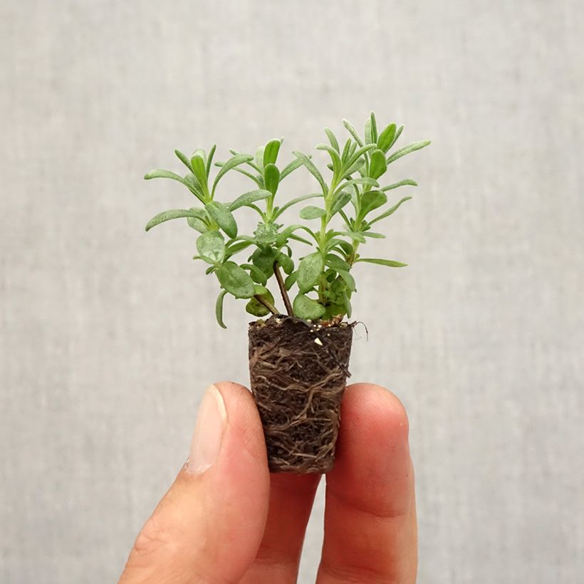 Esimerkki syksyllä toimitetusta Tähkälaventeli Montagnac Purple Minipaakku Ø 1,5/2,5 cm-taimesta