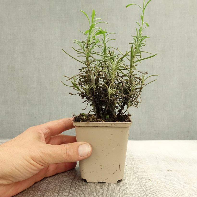 Esimerkki syksyllä toimitetusta Tähkälaventeli Siesta 8/9 cm taimiruukku-taimesta