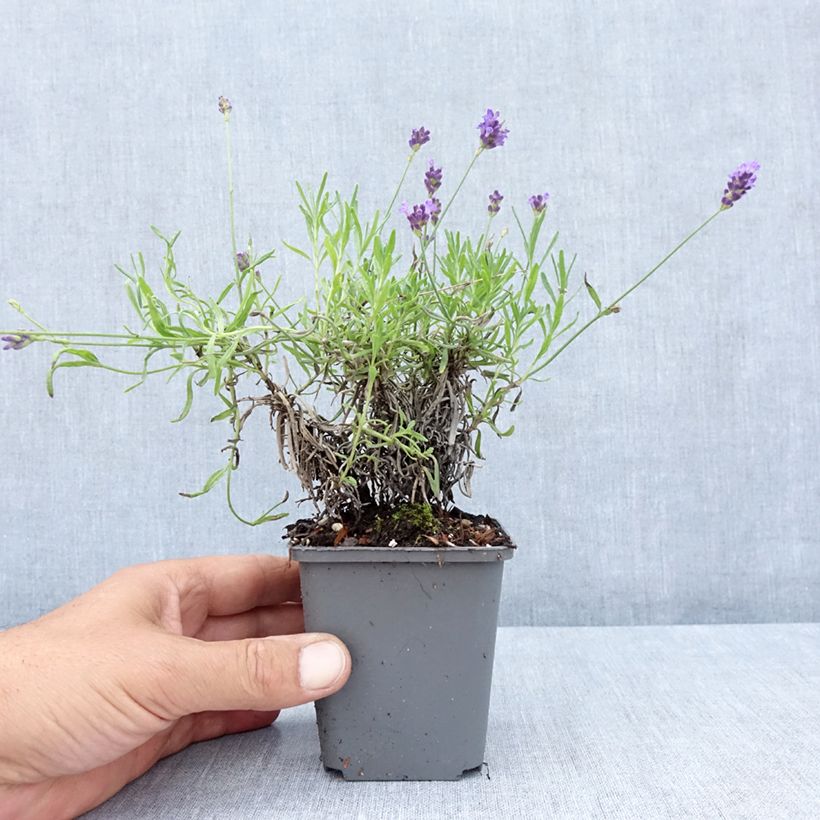 Esimerkki kesällä toimitetusta Tähkälaventeli Twickel Purple Godet de 8/9 cm-taimesta