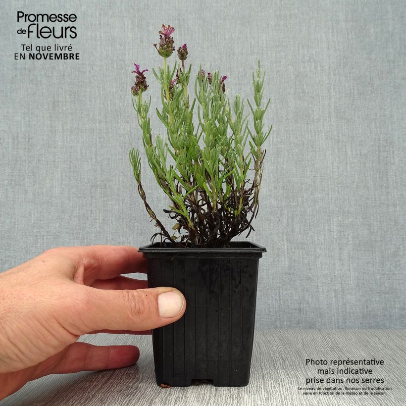 Esimerkki syksyllä toimitetusta Tupsulaventeli Magical Posy Pink 8/9 cm taimiruukku-taimesta