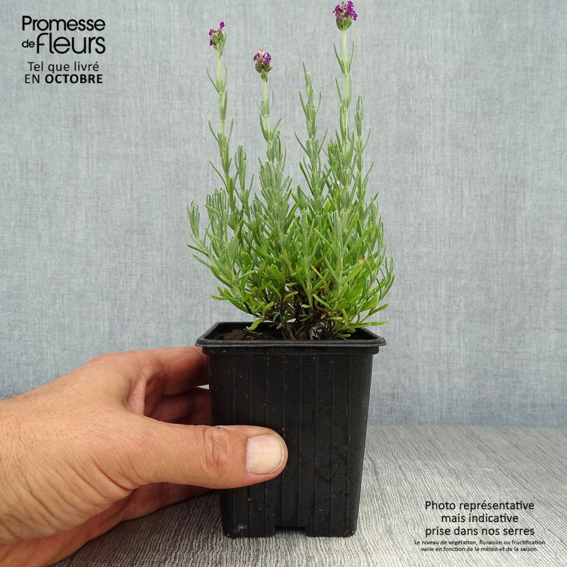 Esimerkki syksyllä toimitetusta Tupsulaventeli Magical Posy Purple 8/9 cm taimiruukku-taimesta