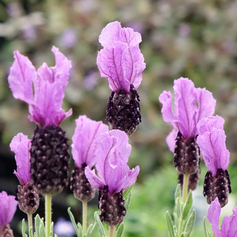 Tupsulaventeli Magical Posy Purple (Kukinta)