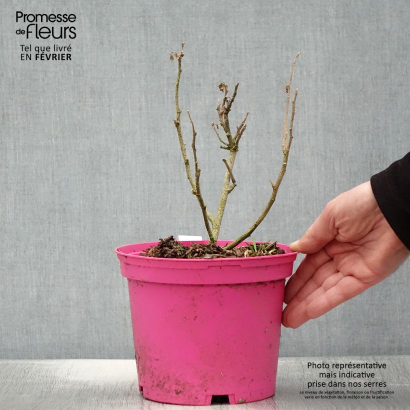 Esimerkki talvella toimitetusta Lavatera maritima Princesse de Ligne - Lavatère Pot de 3L/4L-taimesta
