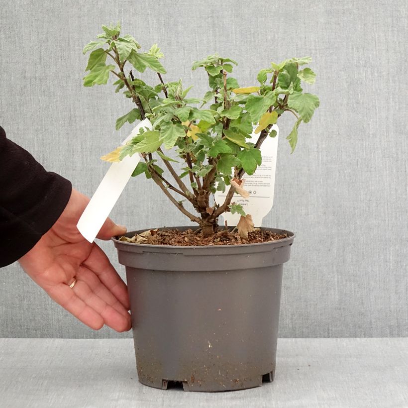 Esimerkki talvella toimitetusta Lavatera thuringiaca Red Rum - Lavatère arbustive Pot de 2L/3L-taimesta