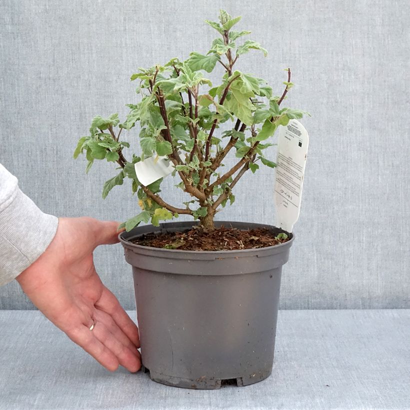Esimerkki keväällä toimitetusta Malvikki Red Rum Pot de 2L/3L-taimesta