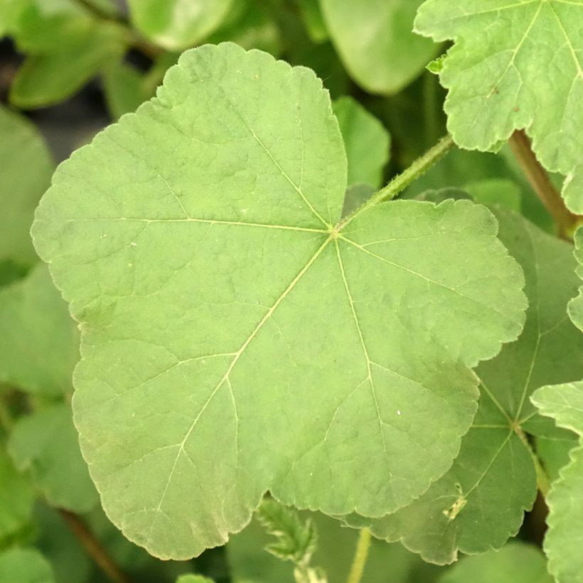 Tarhasalkoruusu Rosea (Lehvistö)