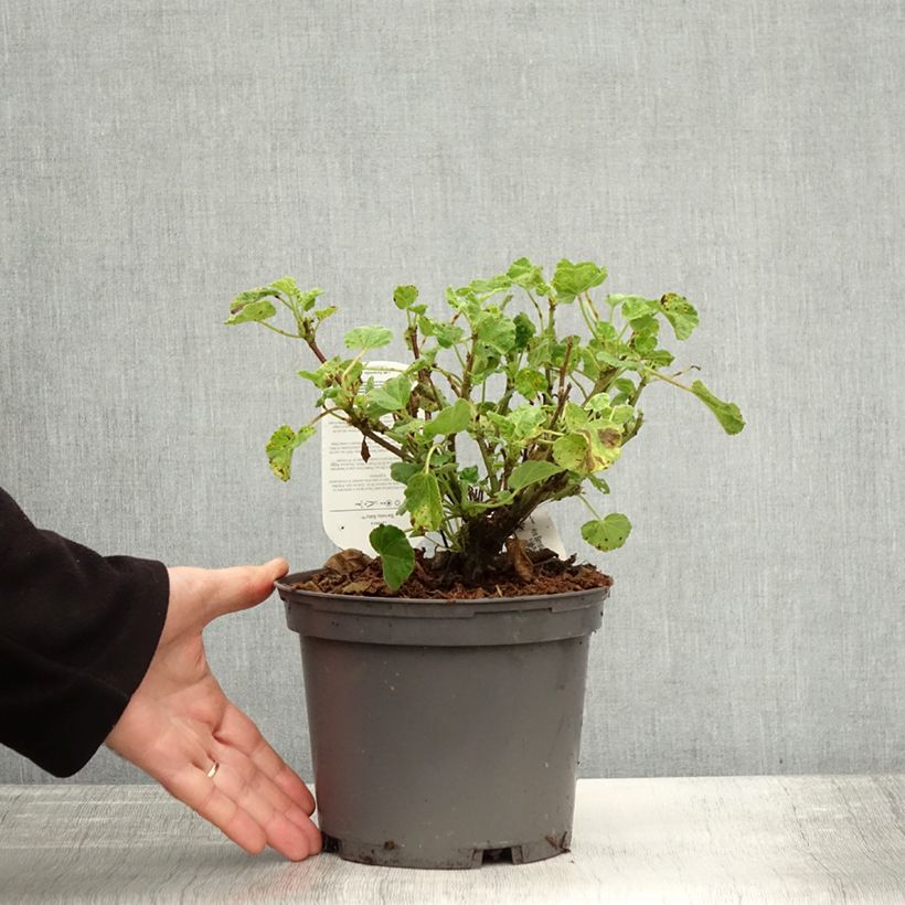 Esimerkki syksyllä toimitetusta Lavatère - Lavatera Barnsley Baby Pot de 2L/3L-taimesta