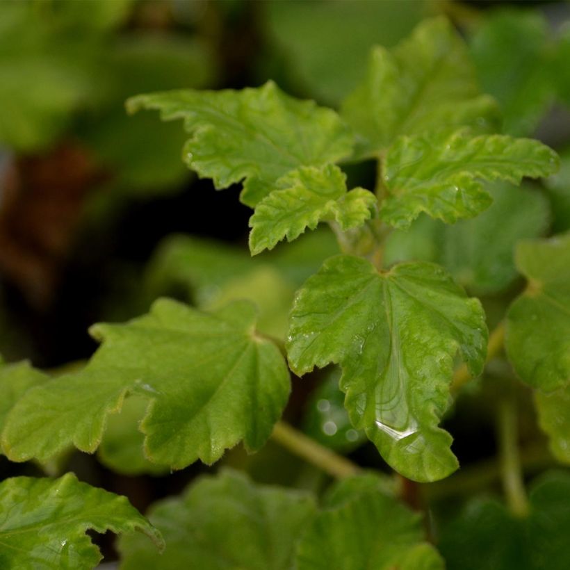 Malvikki Burgundy Wine (Lehvistö)