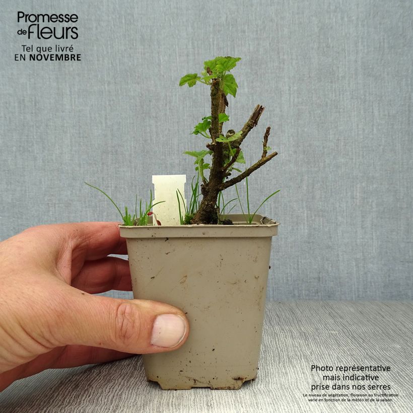 Esimerkki syksyllä toimitetusta Merimalvikki Bicolor 8/9 cm taimiruukku-taimesta