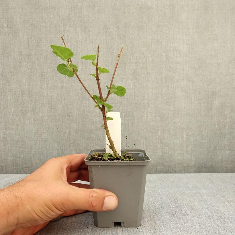 Esimerkki kesällä toimitetusta Harmaamalvikki Bredon Springs 8/9 cm taimiruukku-taimesta