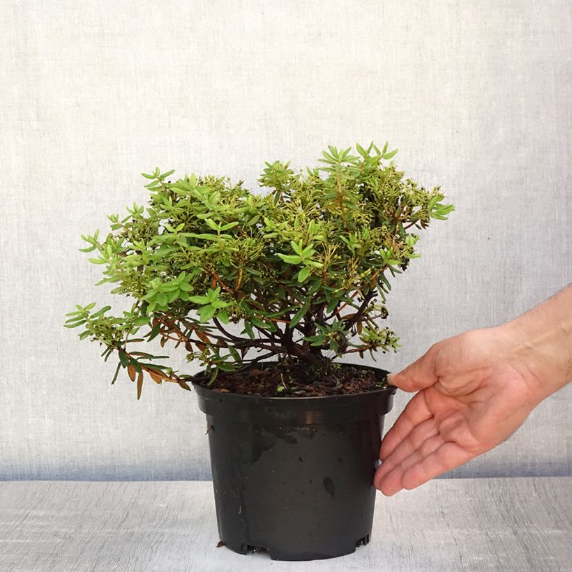 Esimerkki kesällä toimitetusta Lännenpursu Helma Pot de 2L/3L-taimesta