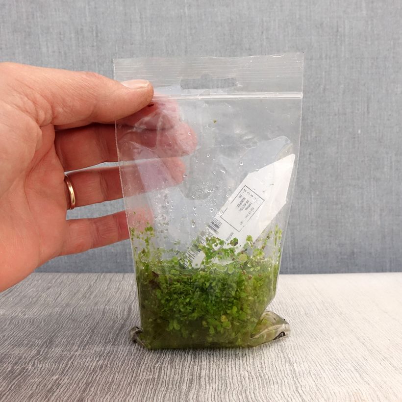 Esimerkki keväällä toimitetusta Lemna minor - Petite lentille d'eau Petites Racines nues-taimesta
