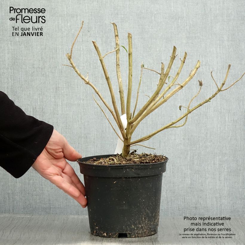 Esimerkki talvella toimitetusta Tulileijonankorva - Leonotis leonurus Pot de 3L/4L-taimesta