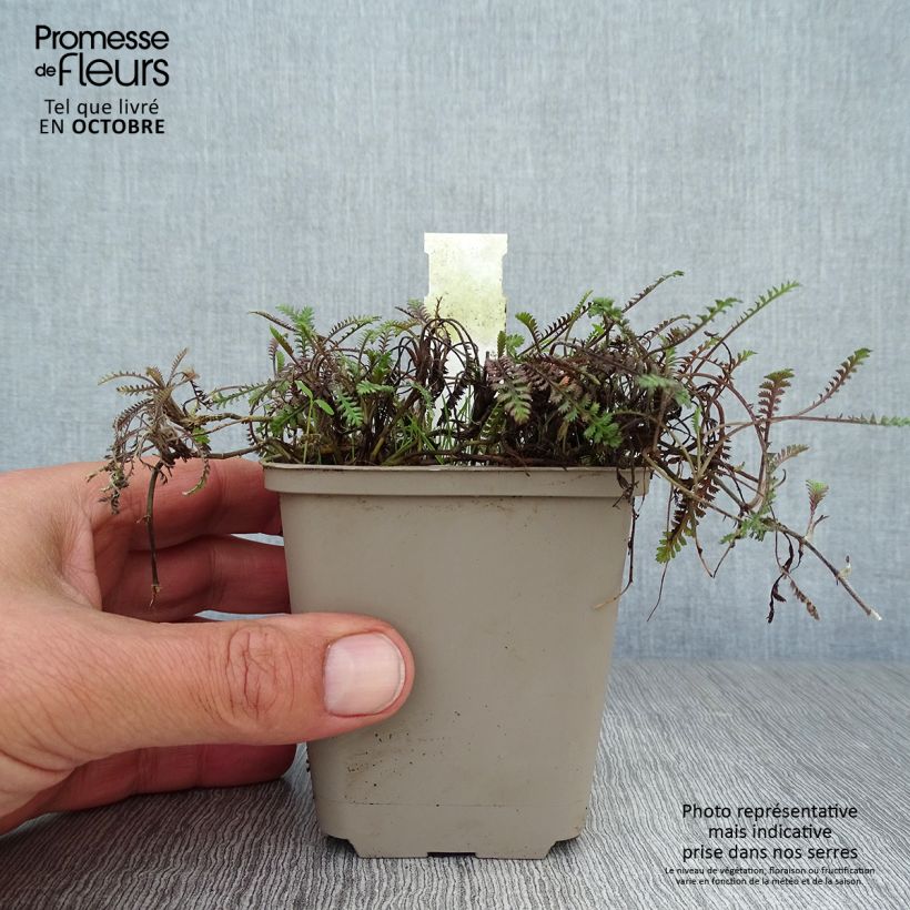 Esimerkki syksyllä toimitetusta Peittosaumayrtti Platt's Black 8/9 cm taimiruukku-taimesta