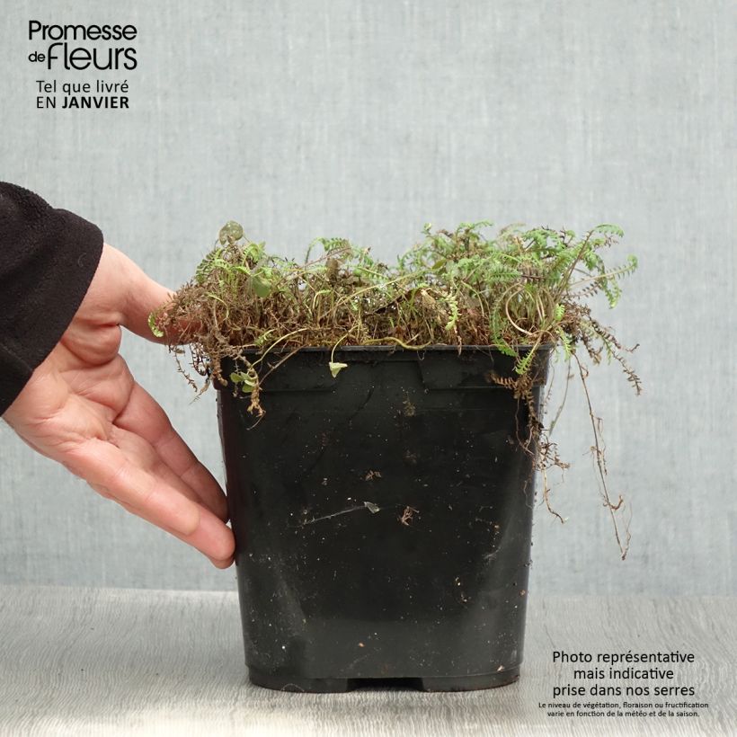 Esimerkki talvella toimitetusta Leptinella squalida Platt's Black Pot de 3L/4L-taimesta