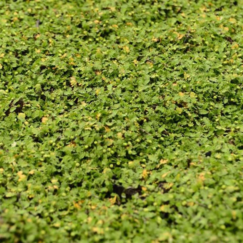 Vihersaumayrtti Minima (Lehvistö)