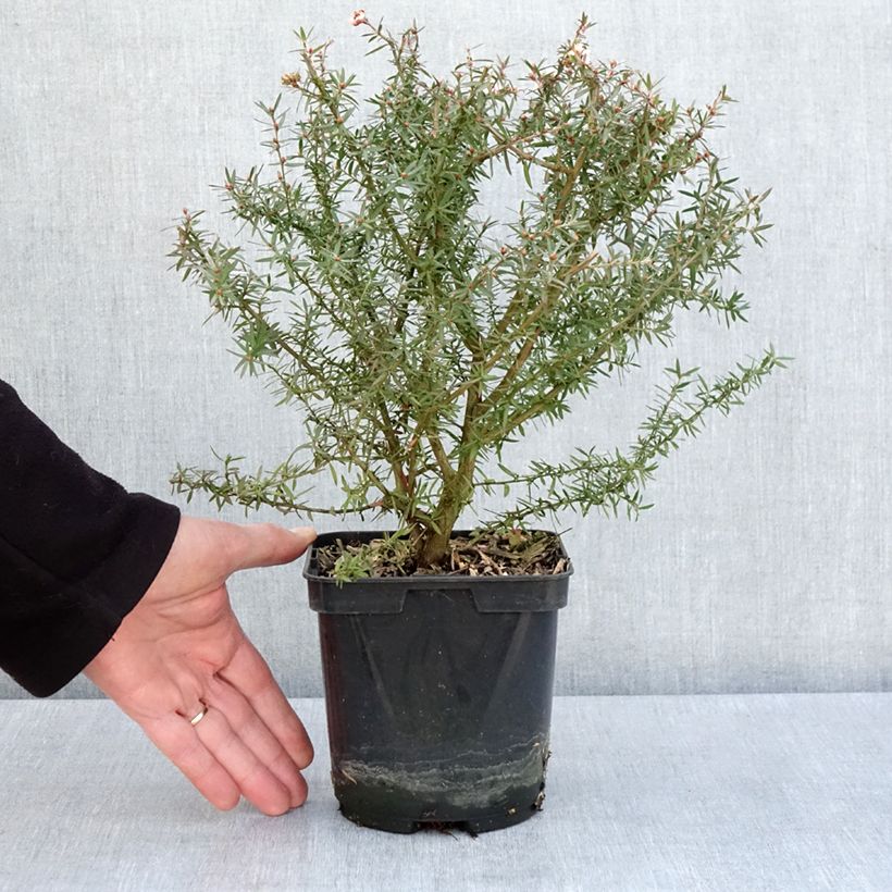Esimerkki keväällä toimitetusta Ruusumyrtti Apple blossom Pot de 2L/3L-taimesta