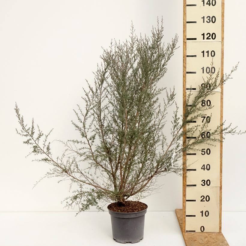 Esimerkki kesällä toimitetusta Ruusumyrtti Martini Pot de 7,5L/10L-taimesta