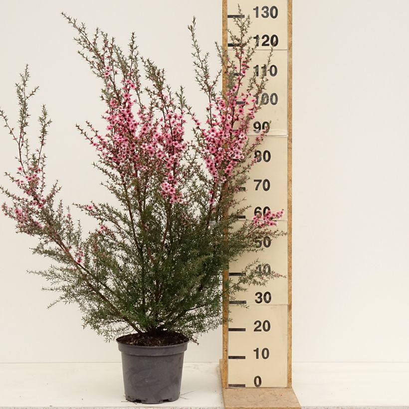 Esimerkki keväällä toimitetusta Leptospermum  scoparium Martini - Arbre à thé Pot de 7,5L/10L-taimesta