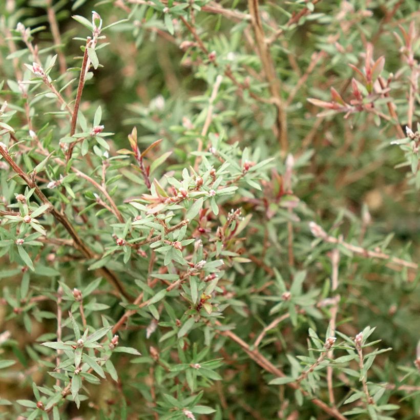Ruusumyrtti Nanum Kiwi (Lehvistö)