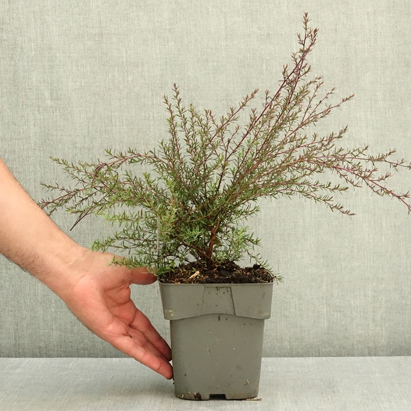Esimerkki kesällä toimitetusta Ruusumyrtti Red damask 2 litran/3 litran ruukku-taimesta