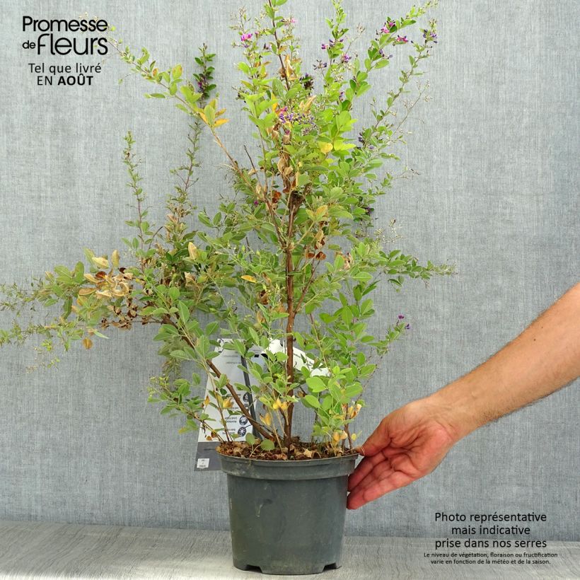 Esimerkki kesällä toimitetusta Lespedeza bicolor Summer Beauty - Trèfle en arbre  Pot de 3L/4L-taimesta