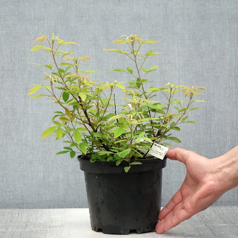 Esimerkki kesällä toimitetusta Lespedeza liukiuensis Little Volcano 3 litran/4 litran ruukku-taimesta
