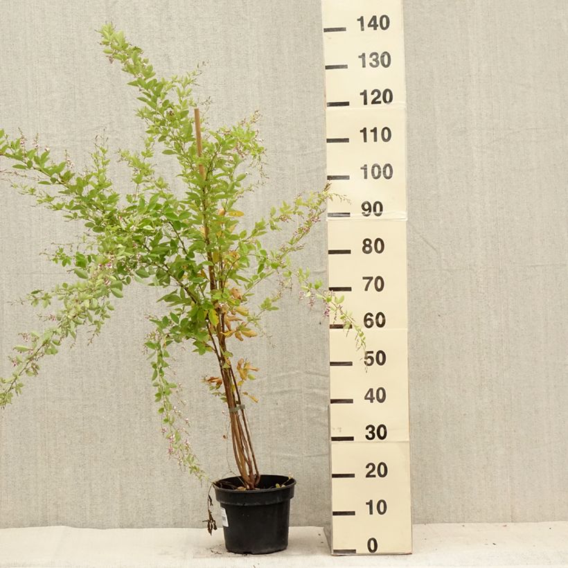 Esimerkki kesällä toimitetusta Lespedeza thunbergii Edo-Shibori Ruukku 3L / 4L-taimesta