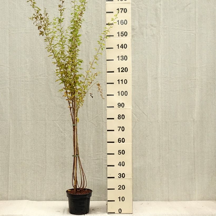Esimerkki syksyllä toimitetusta Lespedeza thunbergii Edo-Shibori 3 litran/4 litran ruukku-taimesta