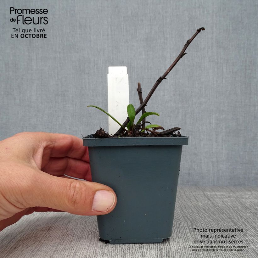 Esimerkki syksyllä toimitetusta Isopäivänkakkara Polaris 8/9 cm taimiruukku-taimesta