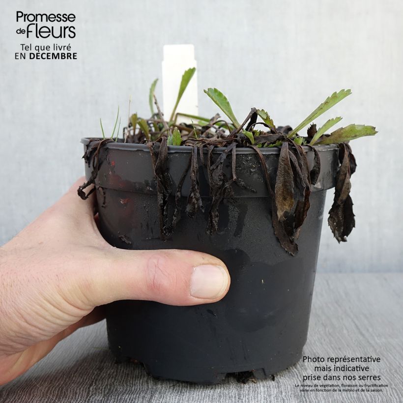 Esimerkki syksyllä toimitetusta Leucanthemum Princesse d'Argent - Grande marguerite Pot de 2L/3L-taimesta