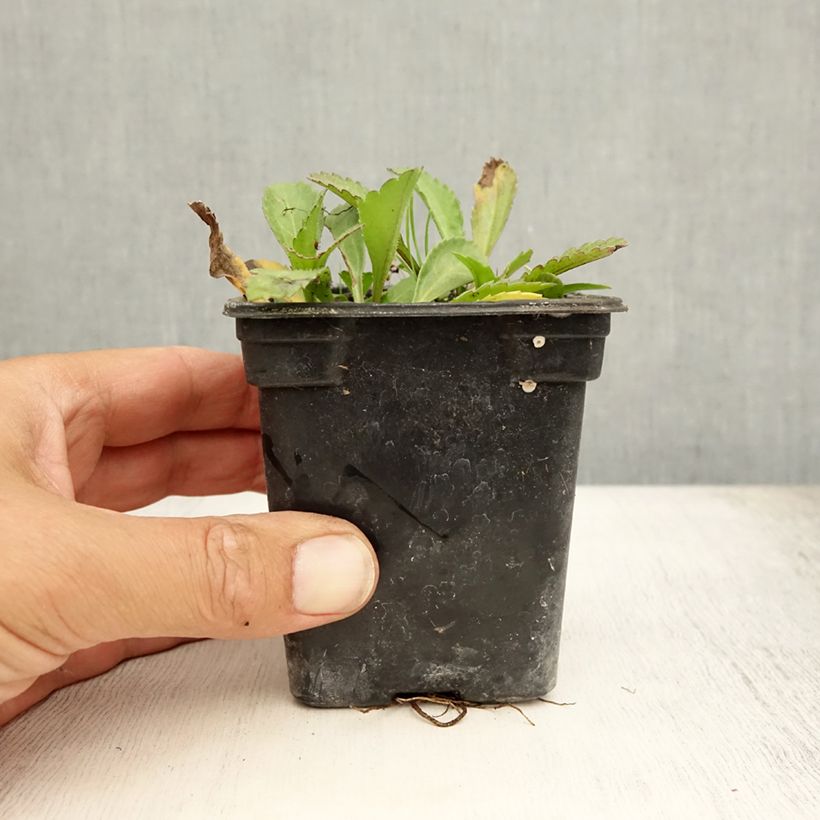 Esimerkki kesällä toimitetusta Isopäivänkakkara Petite Princesse d'Argent Godet de 7/8 cm-taimesta