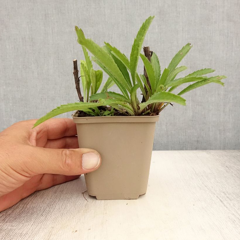 Esimerkki kesällä toimitetusta Isopäivänkakkara Real Neat Godet de 8/9 cm-taimesta