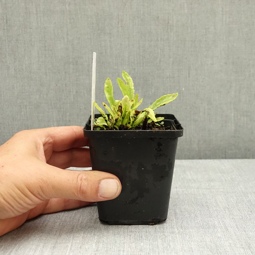 Esimerkki kesällä toimitetusta Isopäivänkakkara Snow Lady 8/9 cm taimiruukku-taimesta