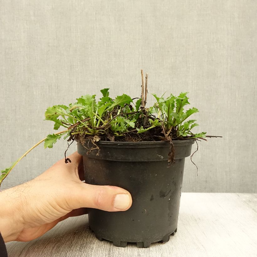 Esimerkki syksyllä toimitetusta Leucanthemum superbum Becky - Grande marguerite Pot de 2L/3L-taimesta